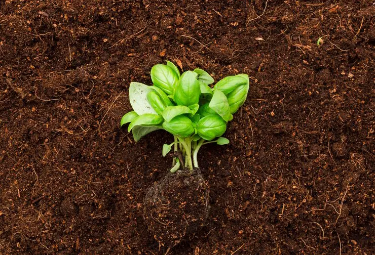 top soil